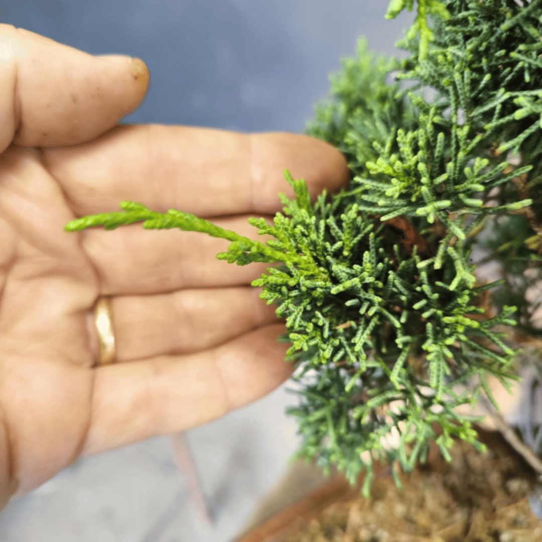 Juniperus Chinensis pré-bonsaï