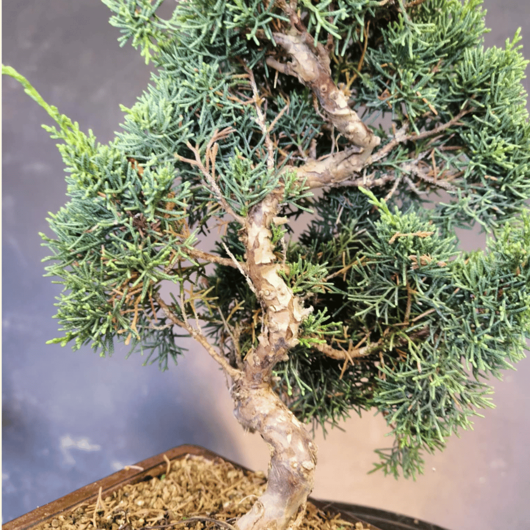 Juniperus Chinensis pré-bonsaï