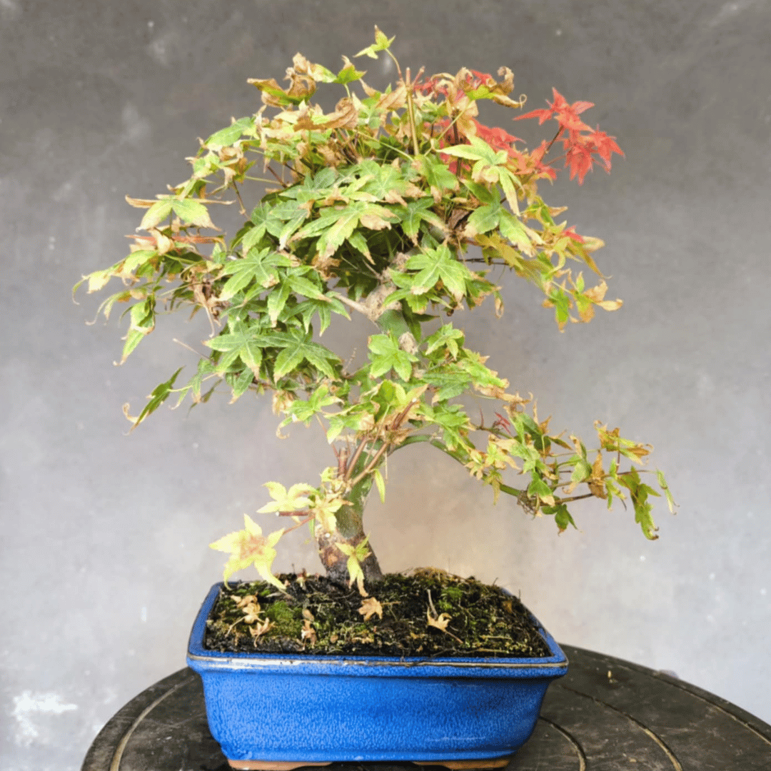 Bonsai Erable du japon