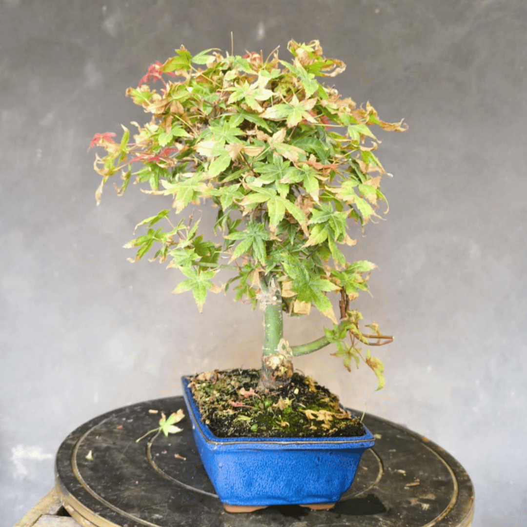Bonsai Erable du japon