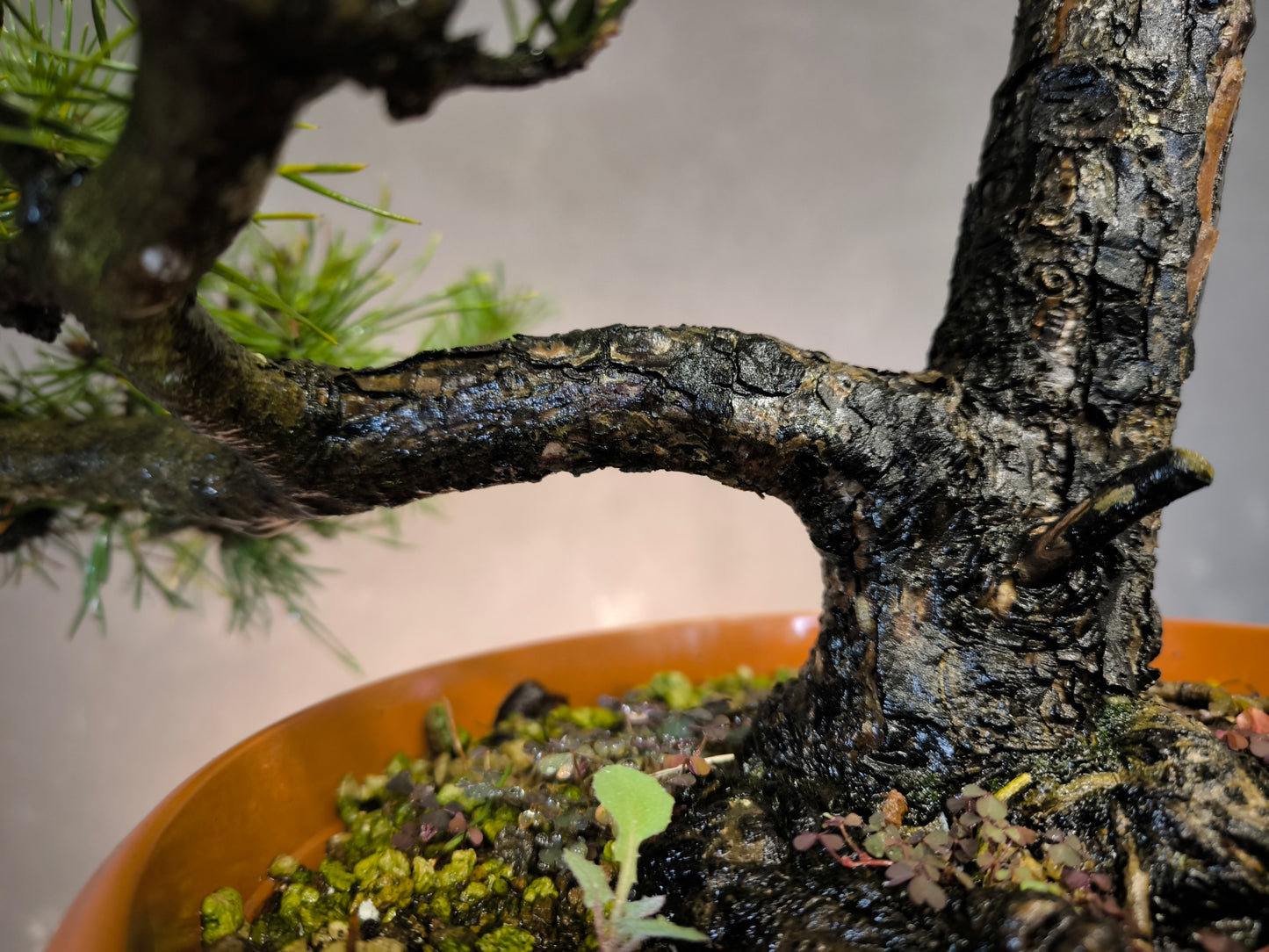 Yamadori Pin Sylvestre