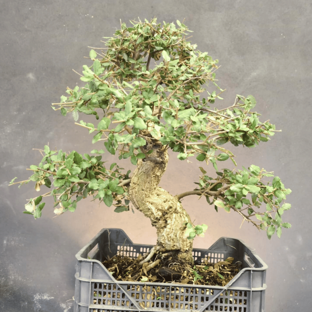 Chêne Liège Yamadori