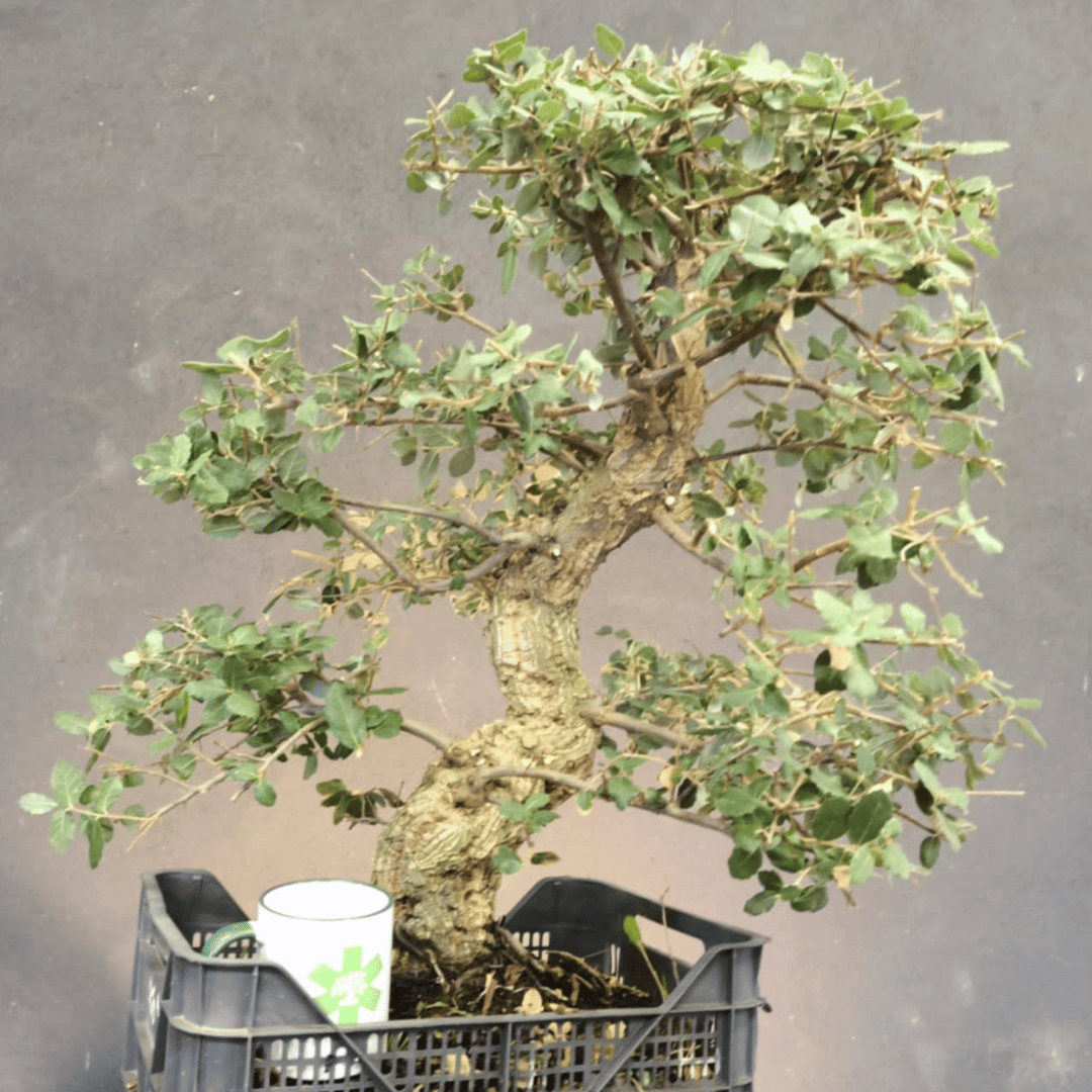 Chêne Liège Yamadori