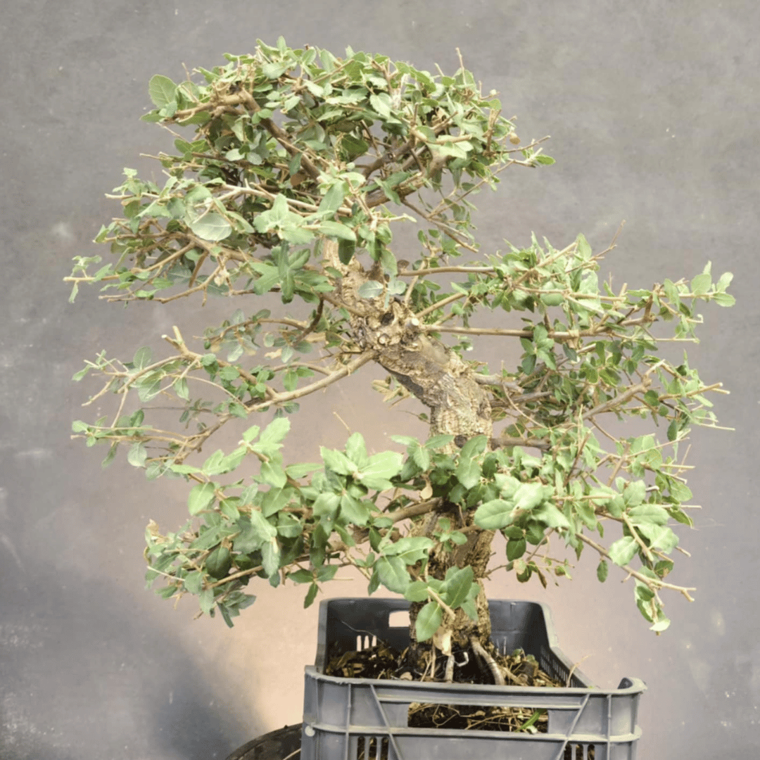 Chêne Liège Yamadori