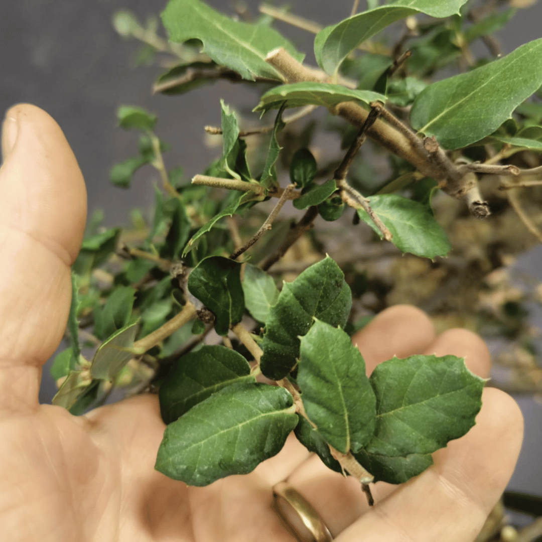 Chêne Liège Yamadori