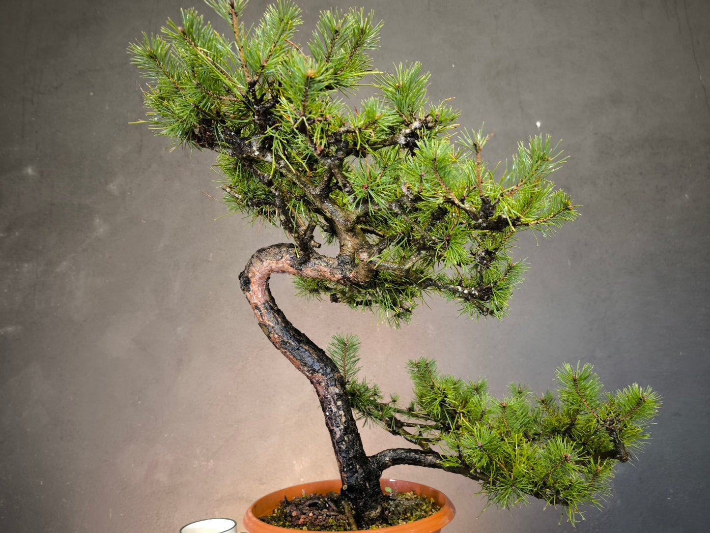 Yamadori Pin Sylvestre