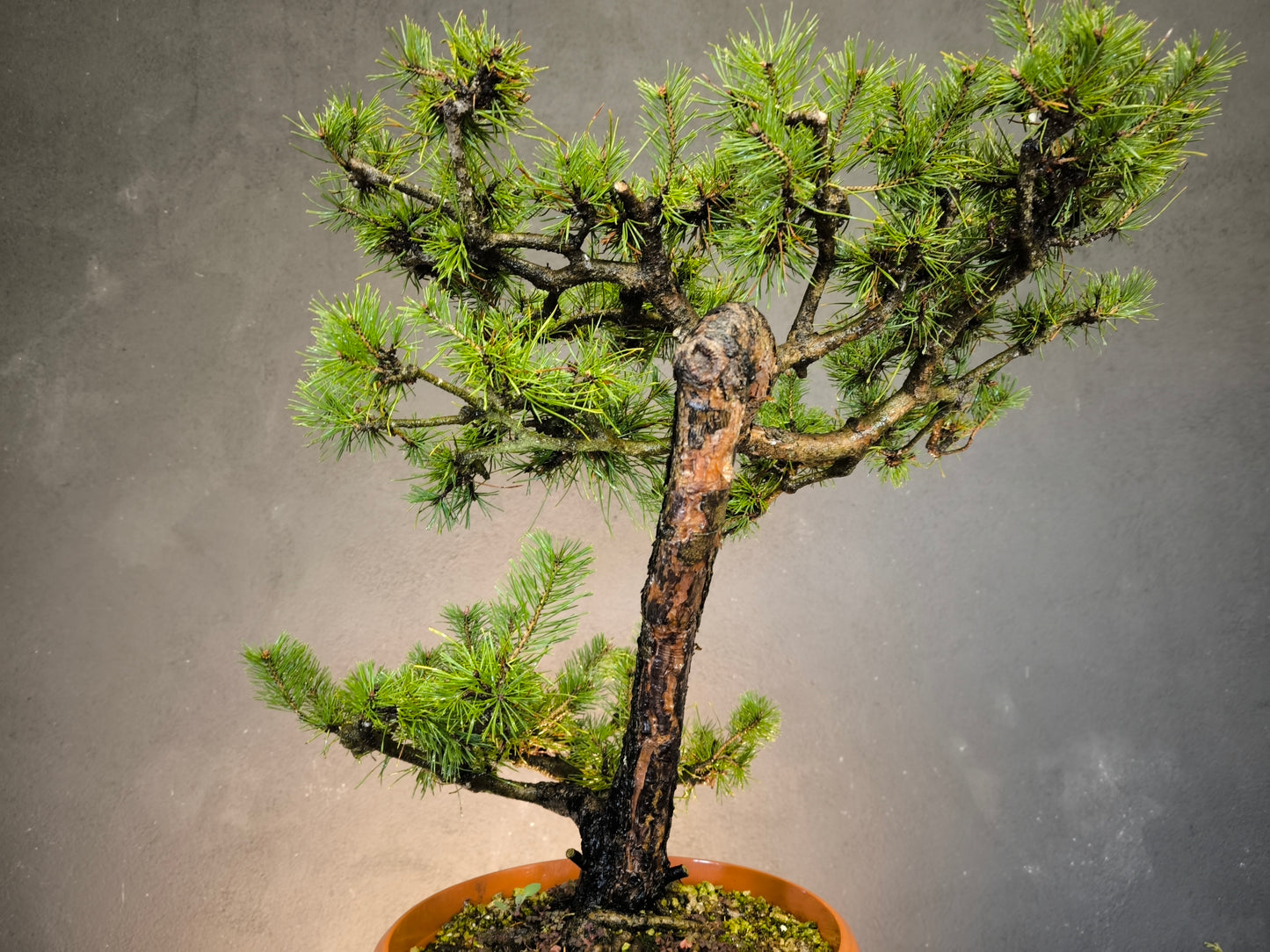 Yamadori Pin Sylvestre