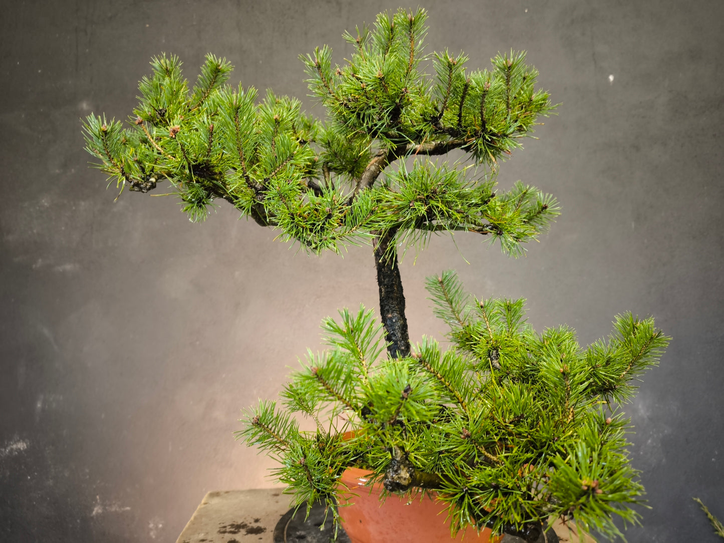 Yamadori Pin Sylvestre