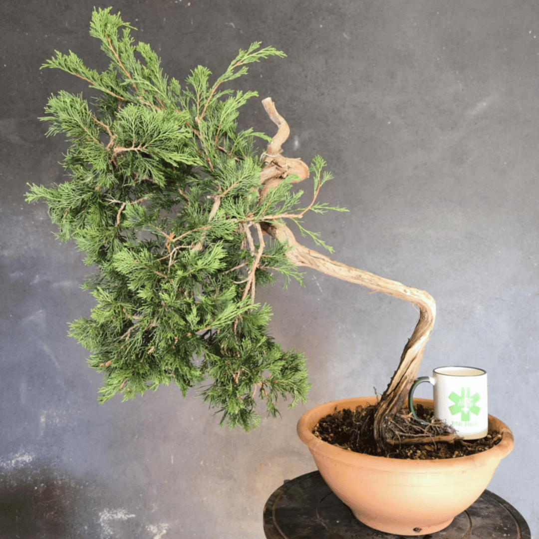 yamadori Junipérus Sabina Petit Prix