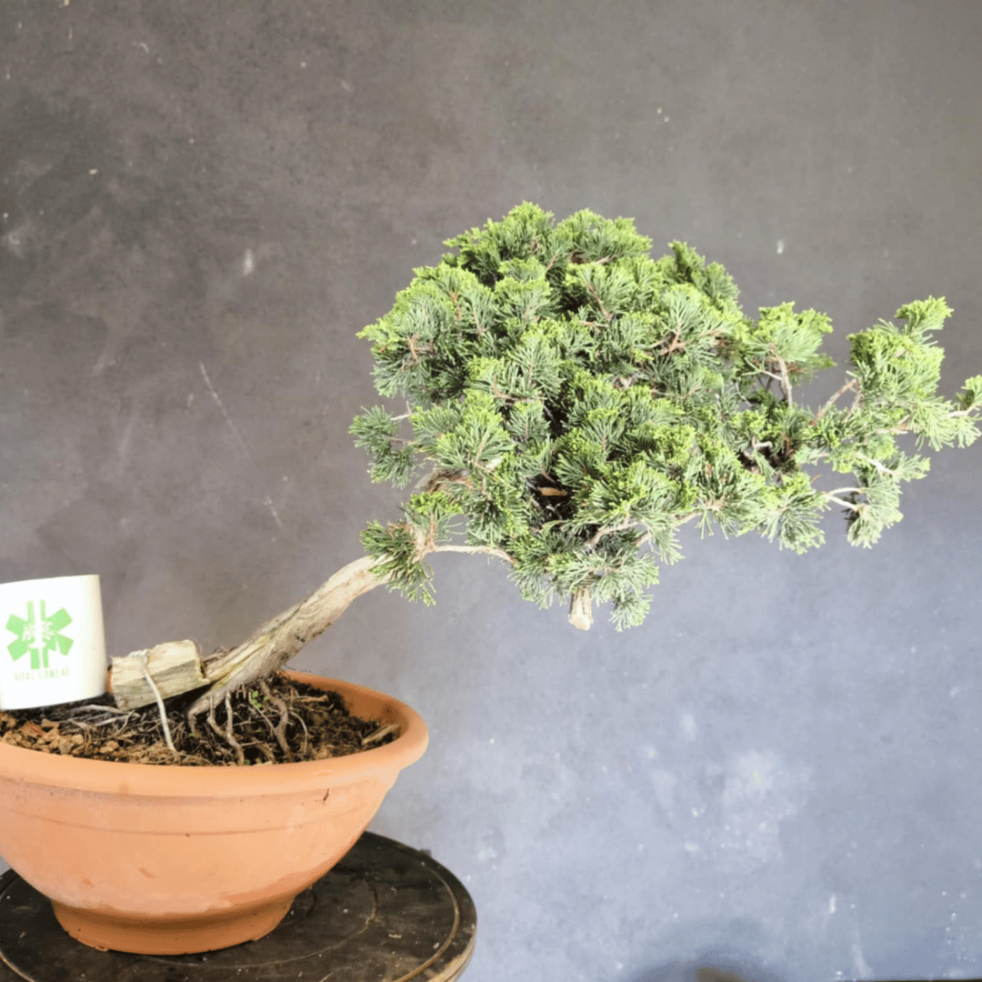 yamadori Junipérus Sabina