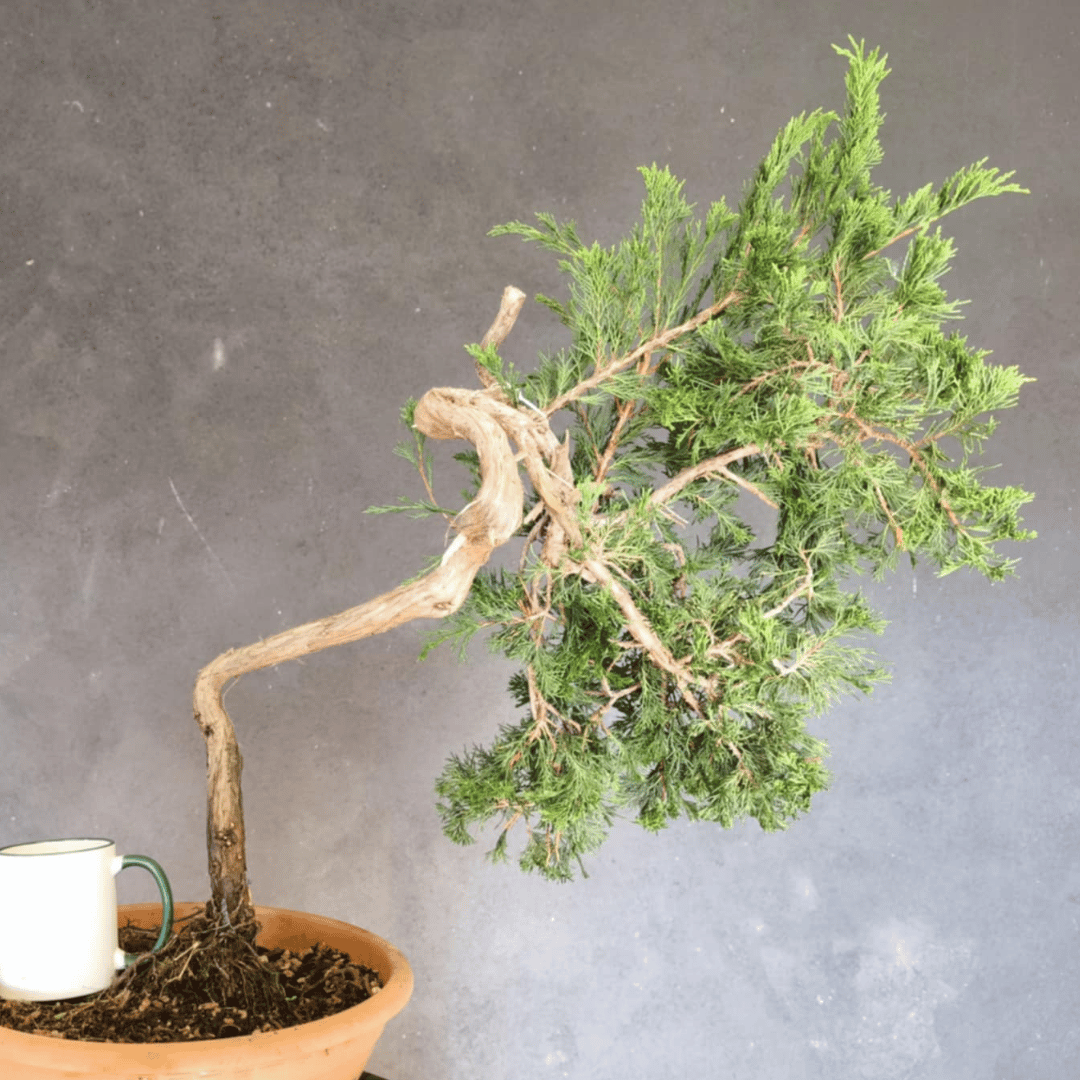 yamadori Junipérus Sabina Petit Prix