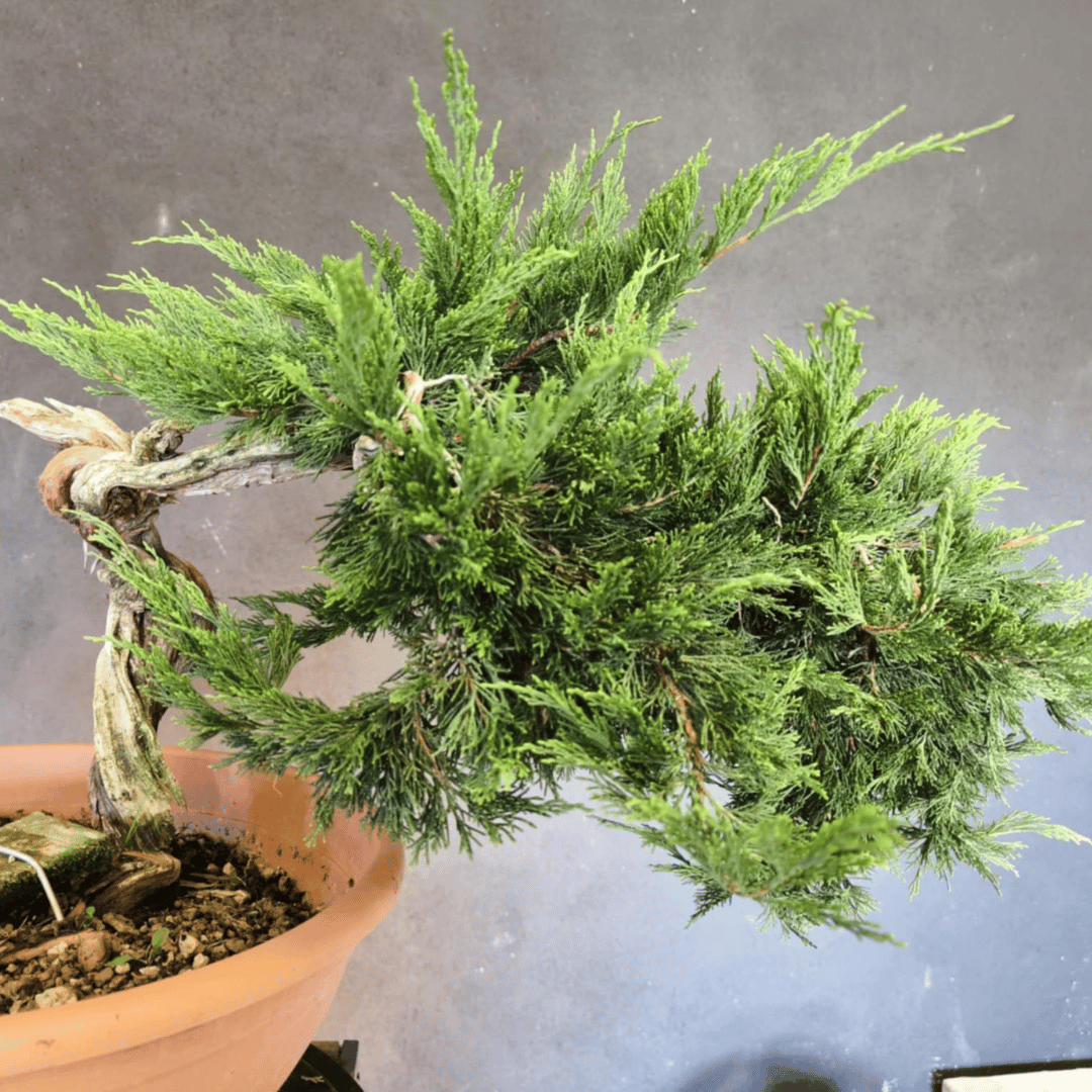 yamadori Junipérus Sabina
