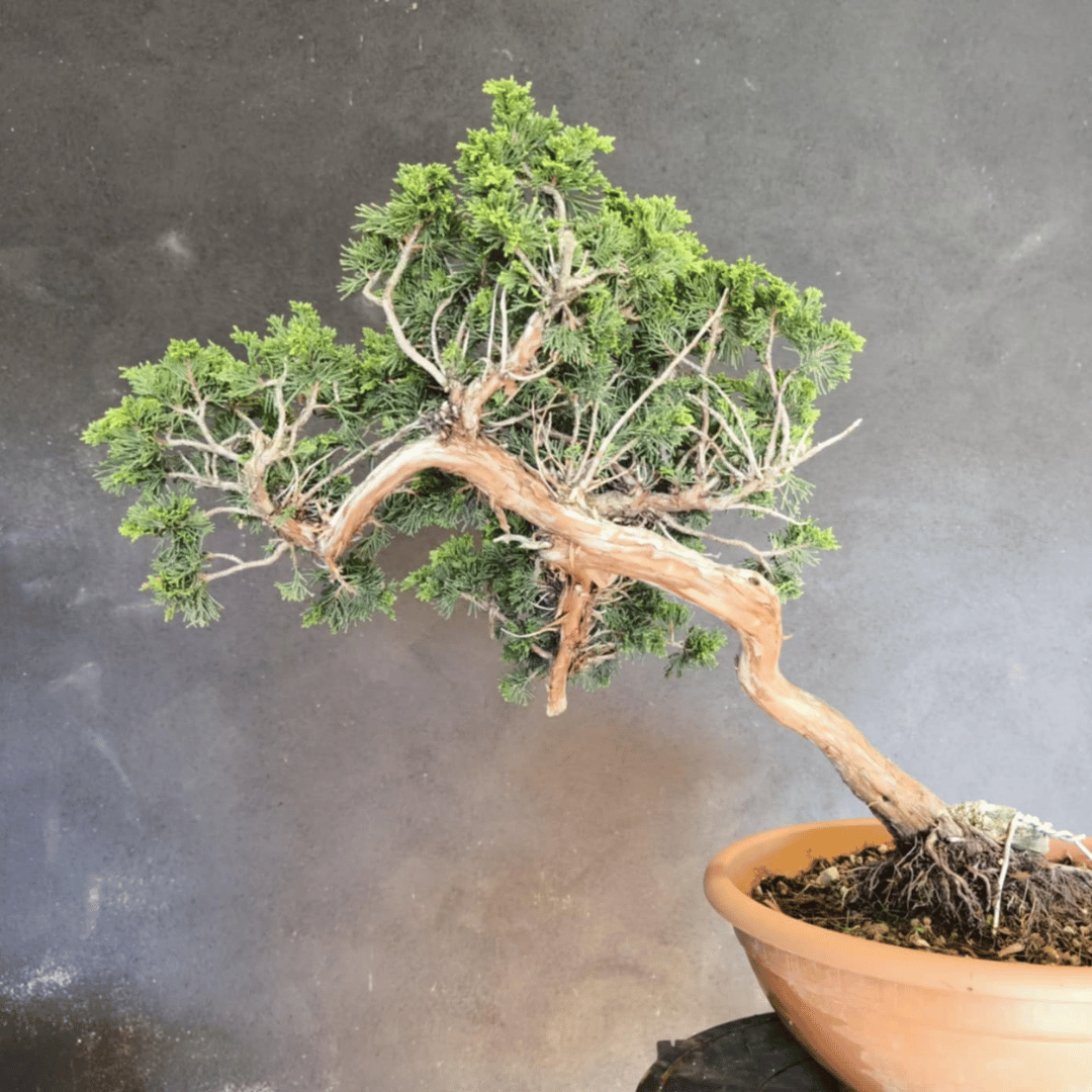 yamadori Junipérus Sabina