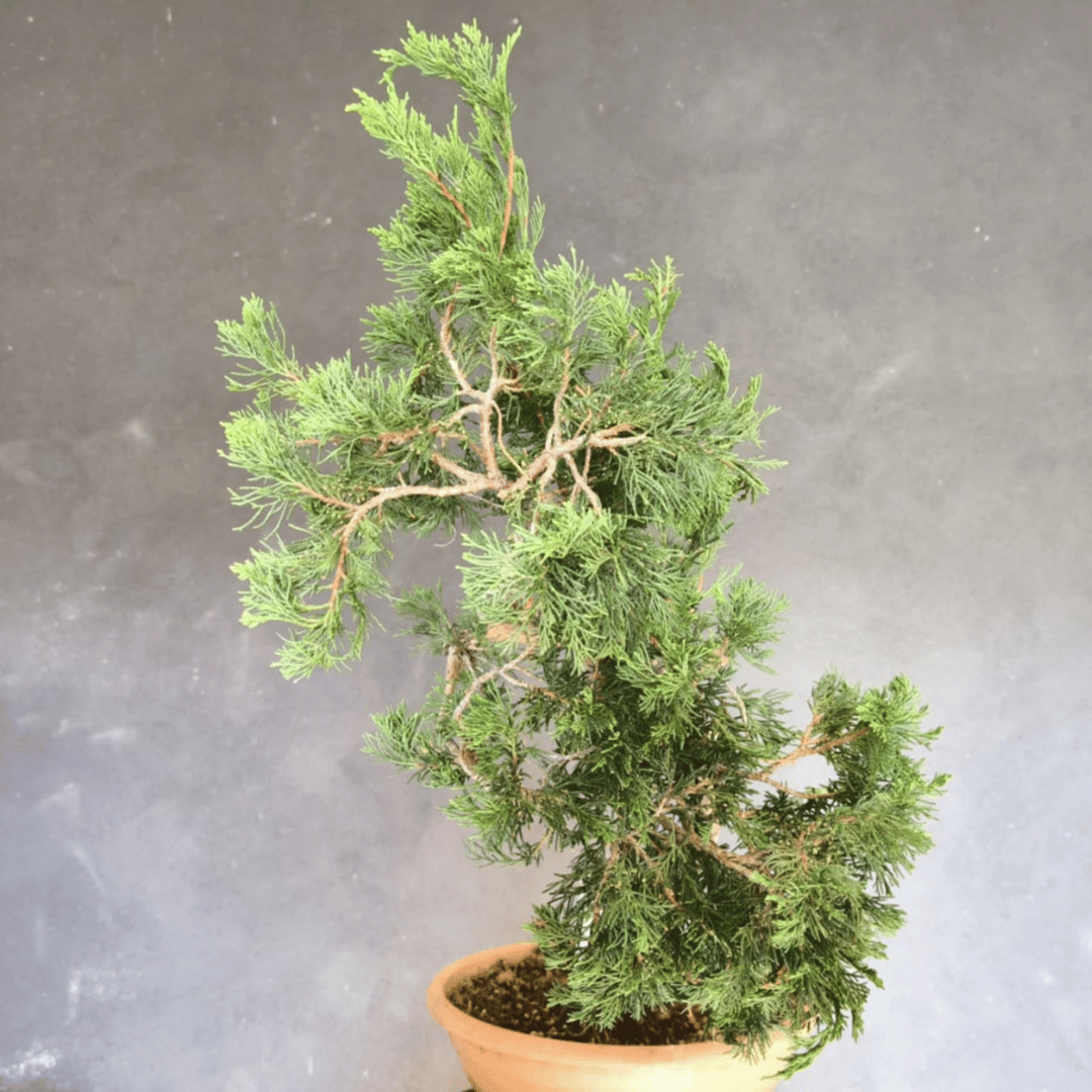 yamadori Junipérus Sabina Petit Prix