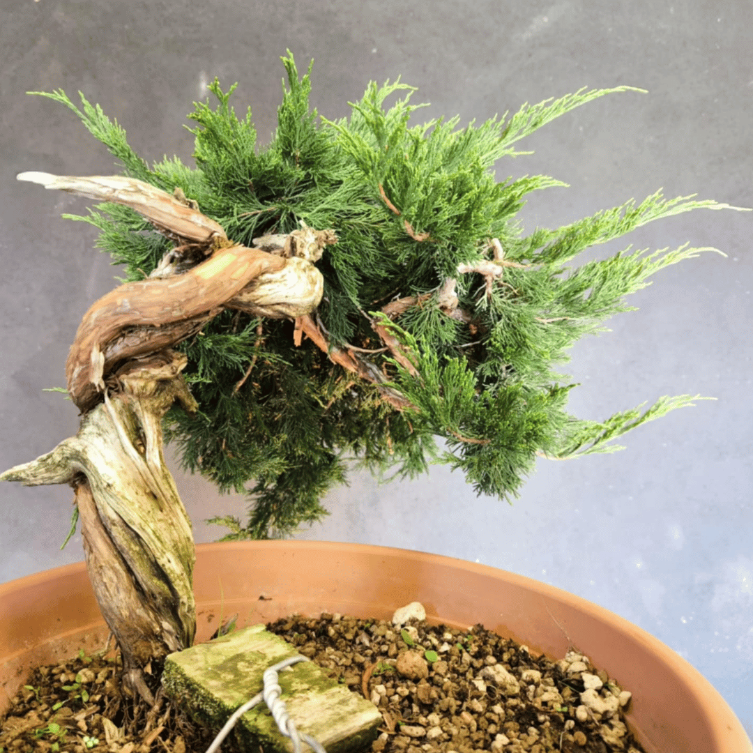 yamadori Junipérus Sabina