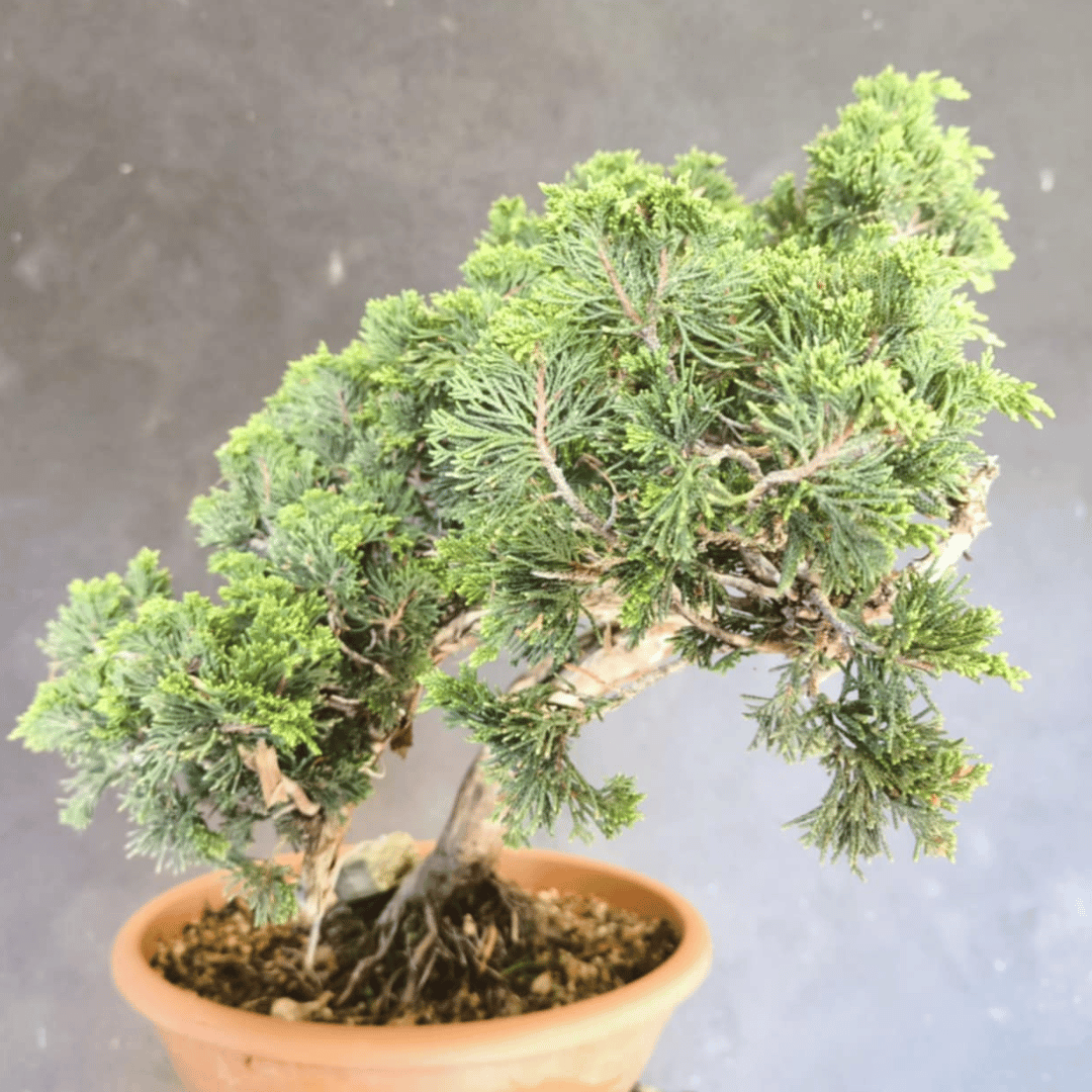yamadori Junipérus Sabina
