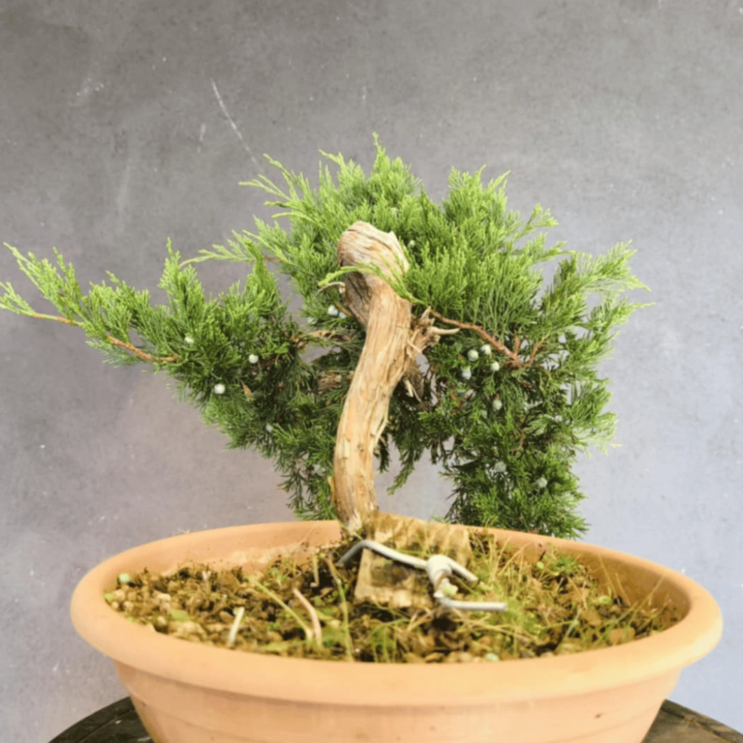 Junipérus Sabina Yamadori