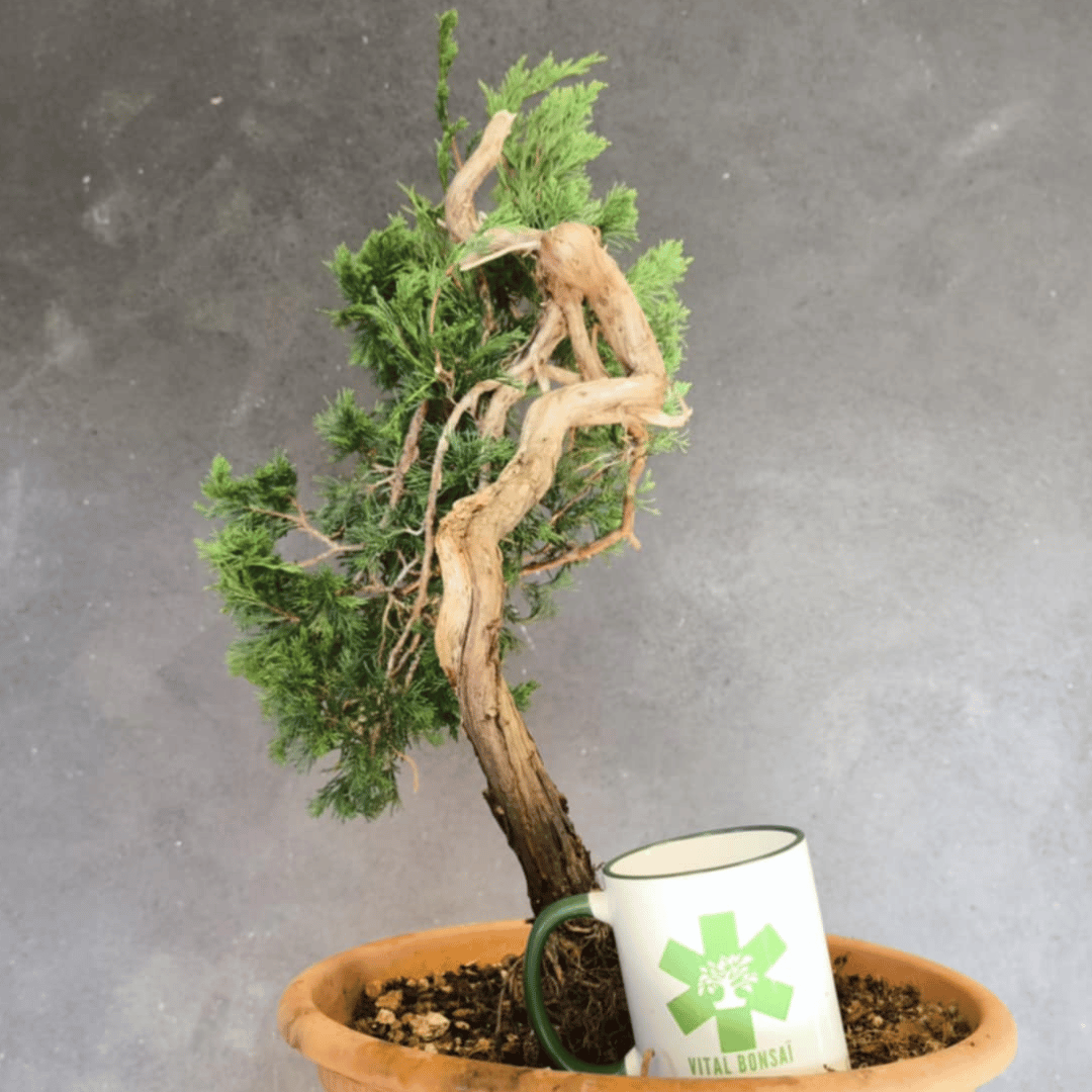yamadori Junipérus Sabina Petit Prix