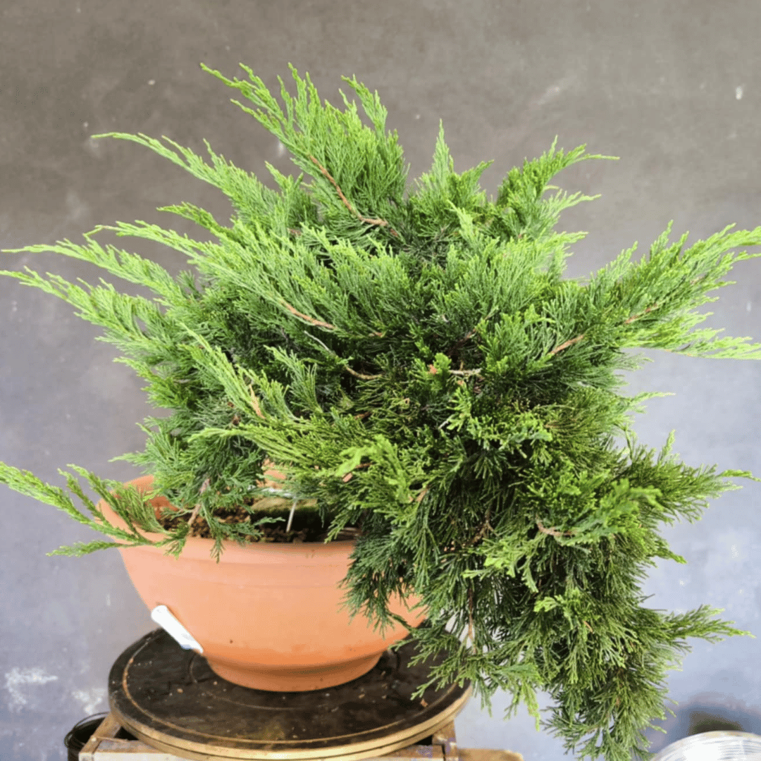 yamadori Junipérus Sabina