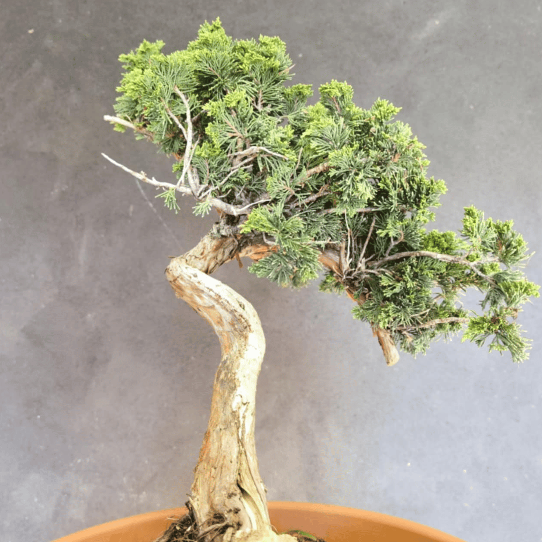 yamadori Junipérus Sabina