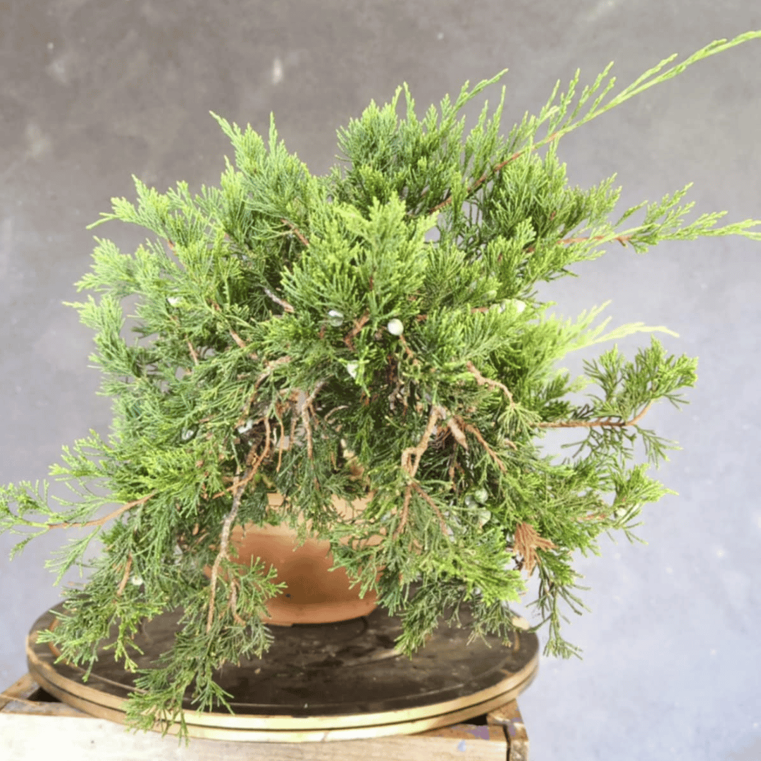 Junipérus Sabina Yamadori