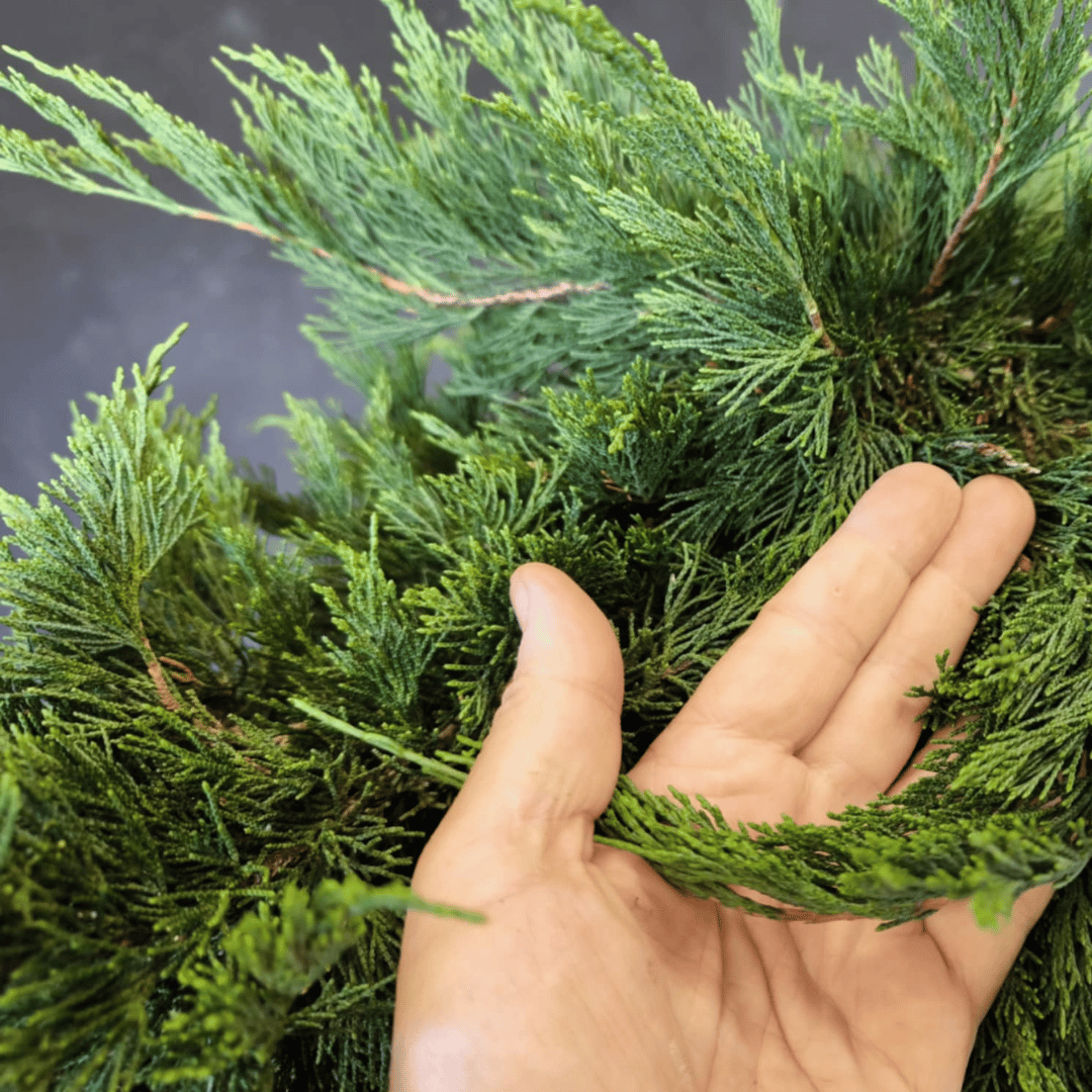 yamadori Junipérus Sabina