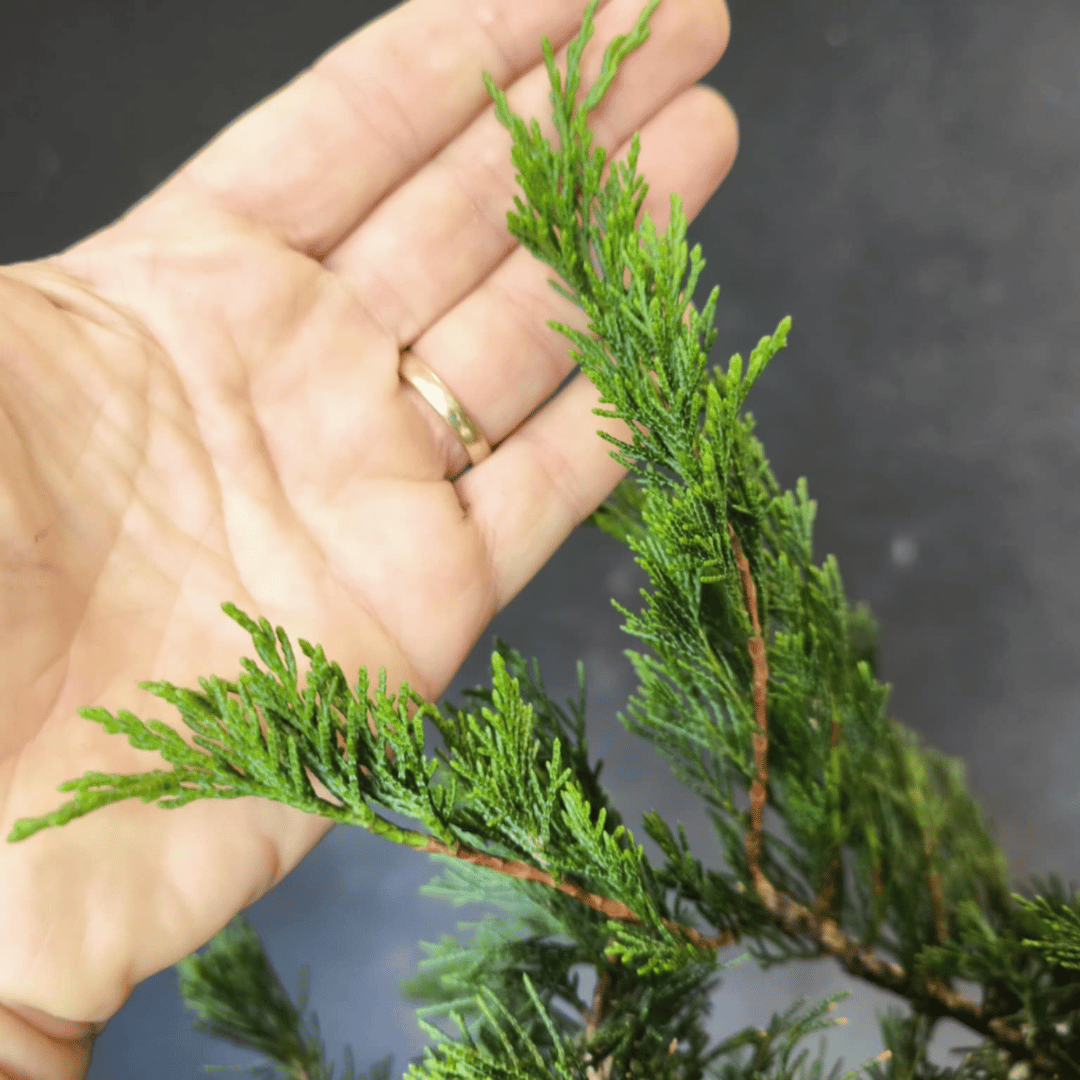 yamadori Junipérus Sabina Petit Prix