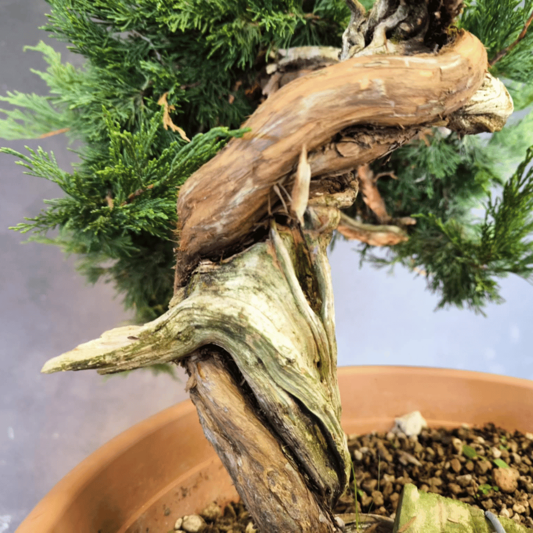 yamadori Junipérus Sabina