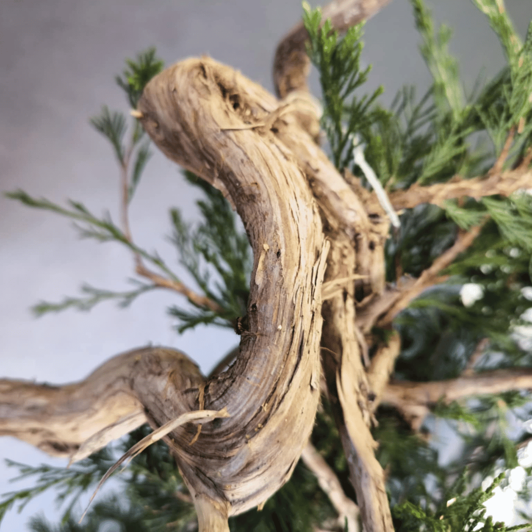 yamadori Junipérus Sabina Petit Prix