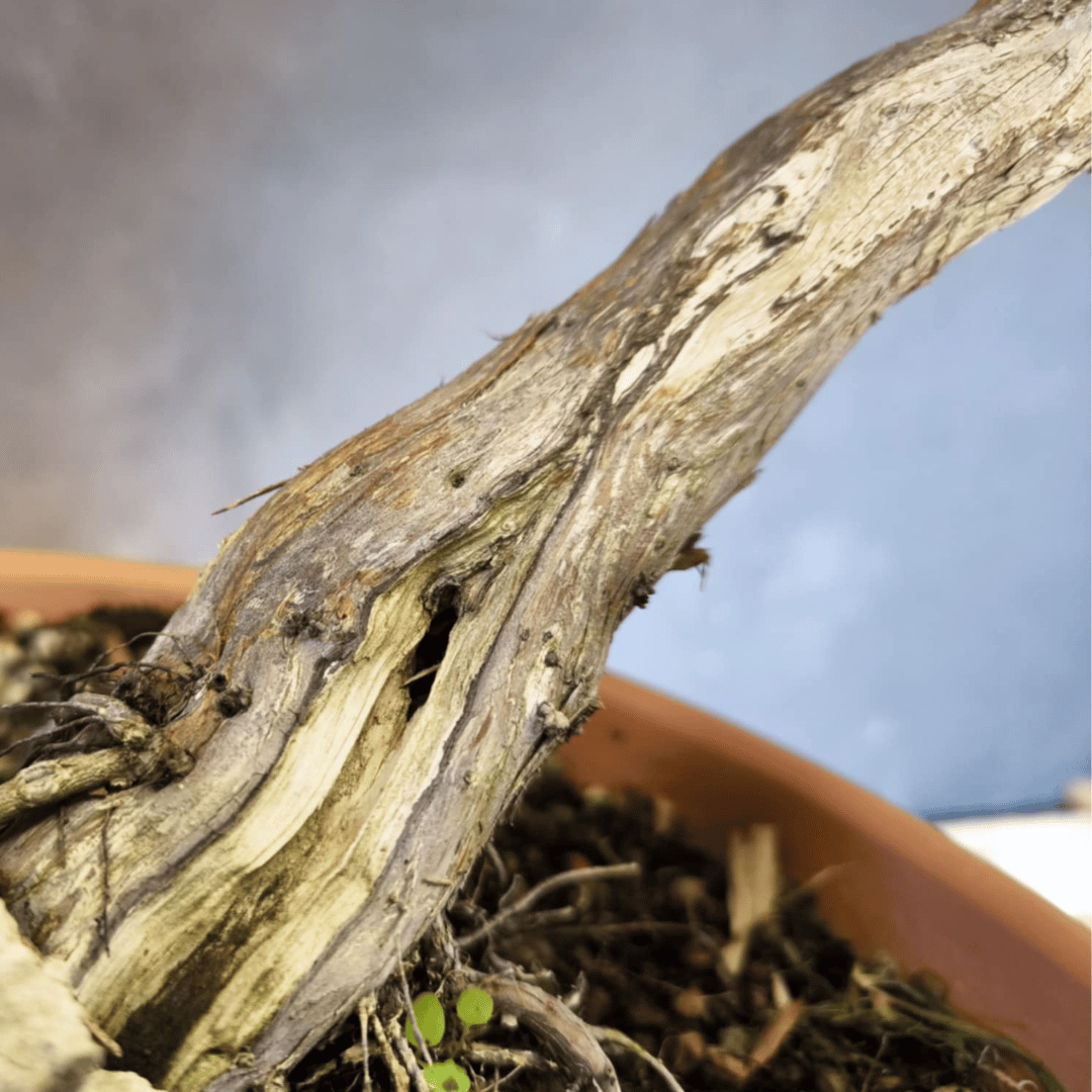 yamadori Junipérus Sabina