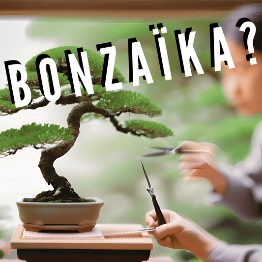 C'est quoi un BONSAIKA ?