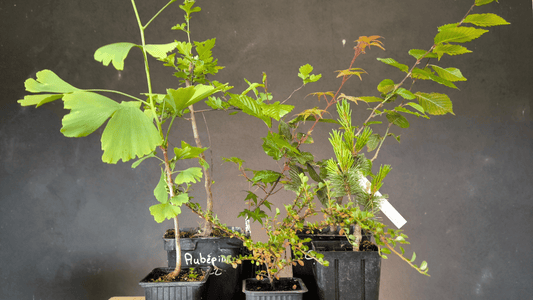 Bonsai Jeune Plant - Vital Bonsai Shop