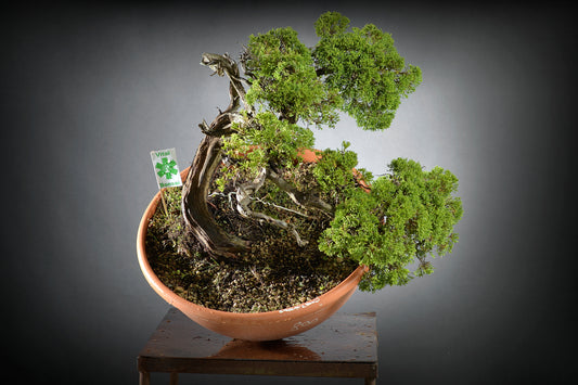 L'Art de Cultiver des Juniperus chinensis Bonsaï