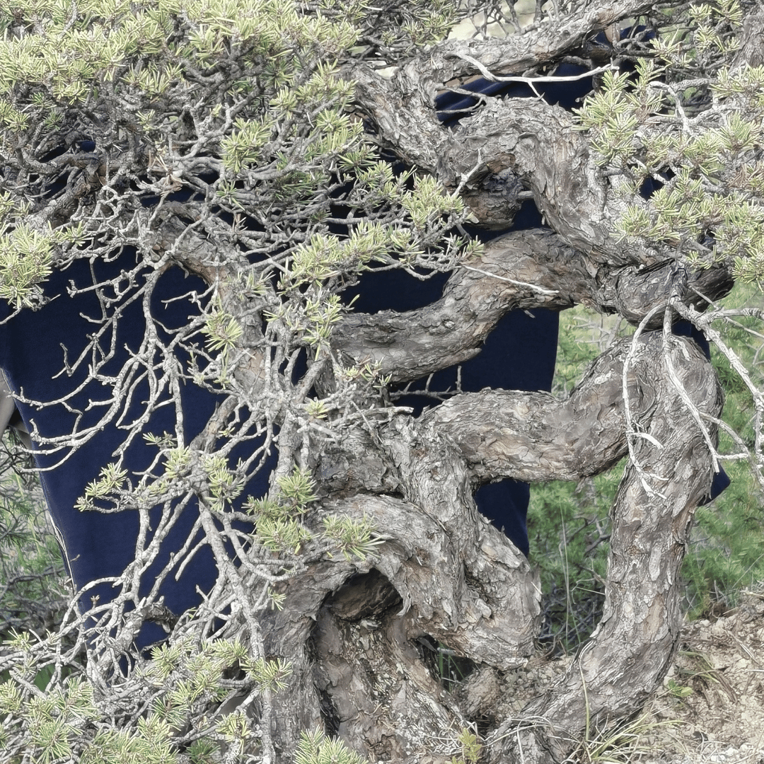 yamadori pin sylvestre - vital bonsai shop