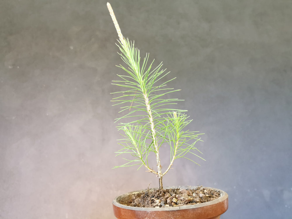 Collections Shop VITAL BONSAI