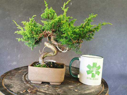 Bonsai Juniperus chinensis