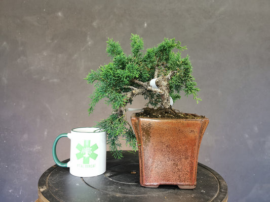 Bonsai Juniperus Chinensis 