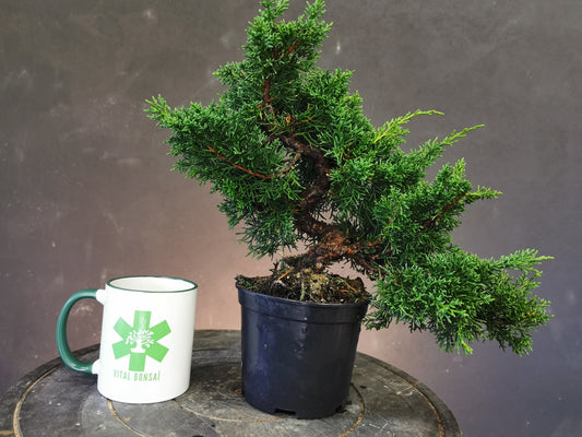Genévrier de chine ou Juniperus Chinensis Conifère feuillage en écaille Bonsaï d'extérieur genevrier pour des ateliers ou des stages production vital-bonsai
