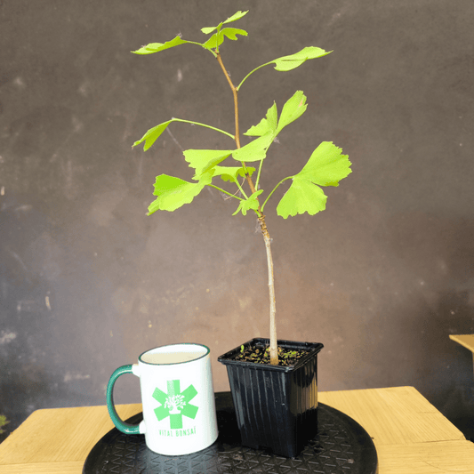 Plant GINKGO biloba