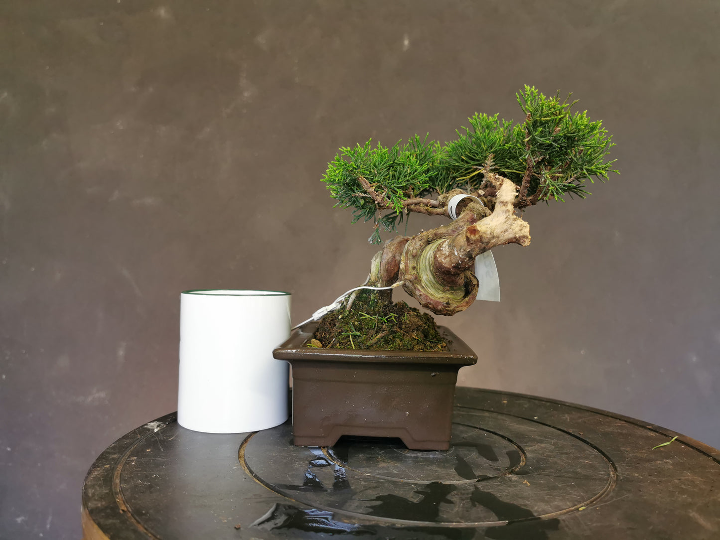 Bonsai Juniperus Chinensis