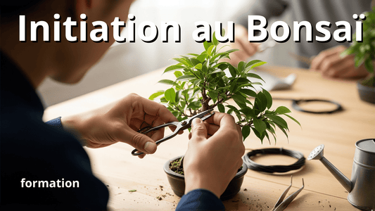 INITIATION au BONSAÏ 🟩formation vidéo🟩