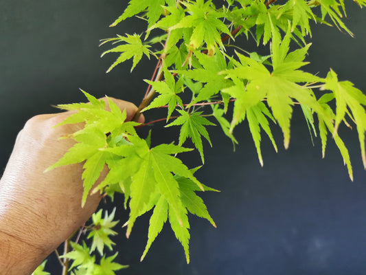 Plant érable Palmatum