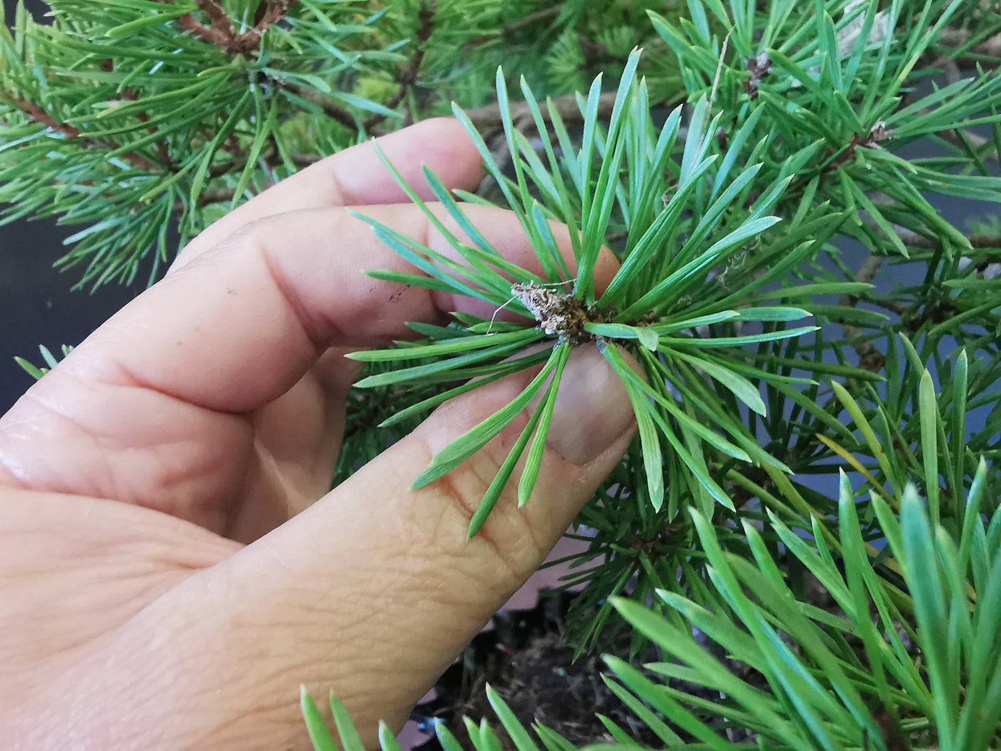 yamadori Pin Sylvestre