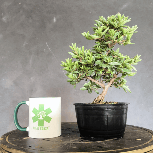Azalée satsuki bonsai