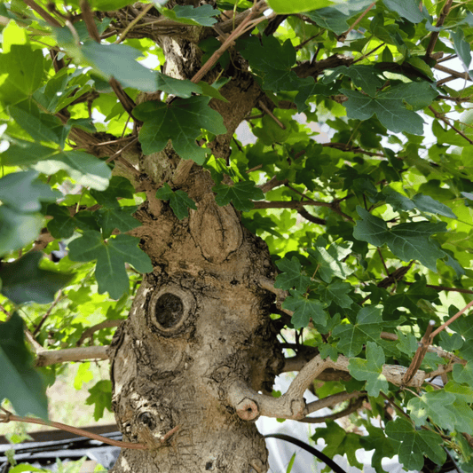 Érable Champêtre (Acer campestre)
