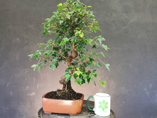 bonsai-erable-trident-buerger-buergerarium-prebonsai-vital-bonsai
