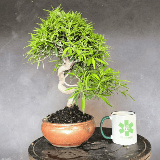 Ficus Neriifolia Bonsai