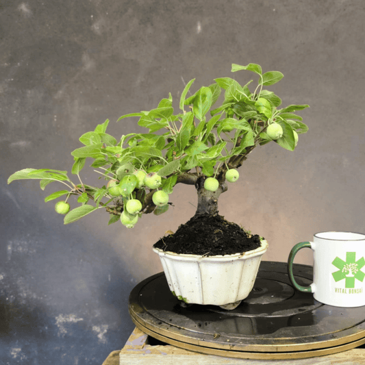Bonsai Pommier