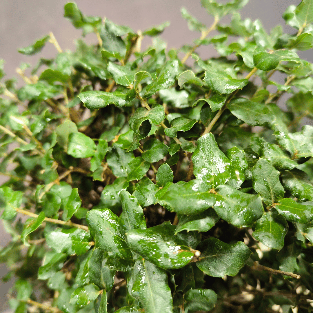 Chêne Liège Yamadori