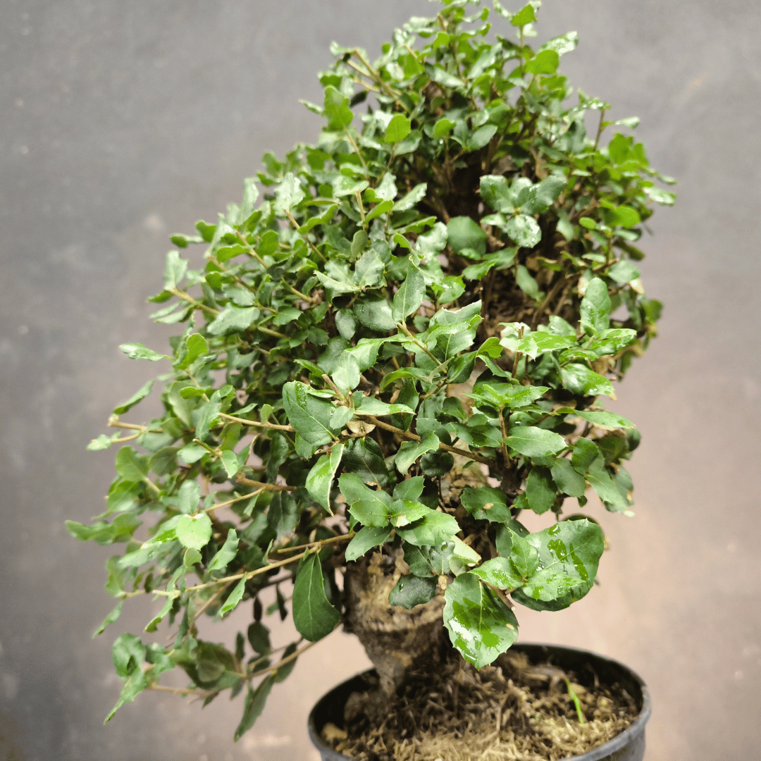 Chêne Liège Yamadori